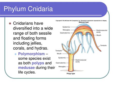 Phylum Cnidaria Diagram