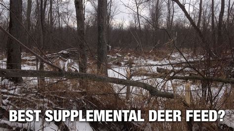 The Best Supplemental Feed For White Tailed Deer Youtube