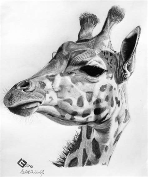 Giraffe Pencil Sketch At Explore Collection Of