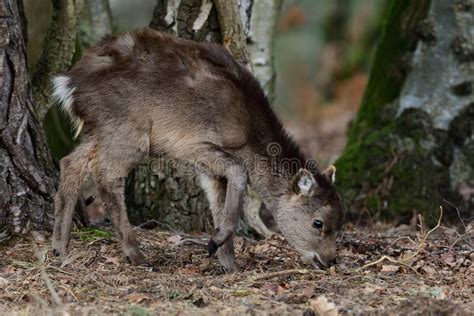 Sika Deer Cervus Nippon Stock Photo Image Of Fauna 163424900