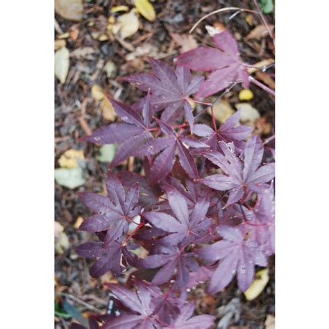 Acer Palmatum ‘emperor 1 Kiefer Nursery Trees Shrubs Perennials