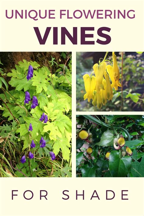 From vines with purple flowers, to vines with bright pink ones, you have a lot of options to choose if you're looking for the best plants for the shade and great flowers that thrive in shade then plant an annual vine like morning glory, moonflower, or hyacinth bean. Unique Flowering Vines for Shade - Gardening Know How's Blog