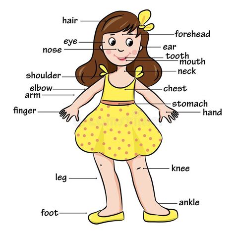 Cartoon Child Vocabulary Of Body Parts Stock Vector Image 53749750