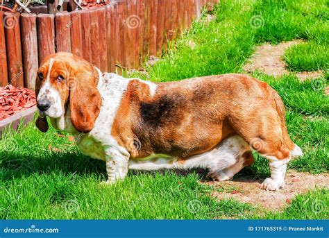 Dog Adorable Female Healty Basset Hound Tricolor With Brown Dark And