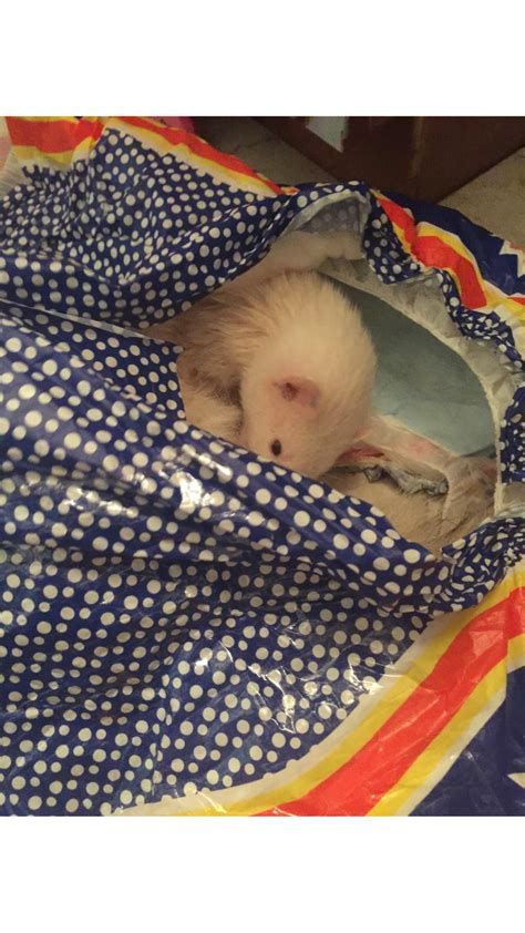 The Dotty Diaper Company — So Ferrets Love Day Old Diapers