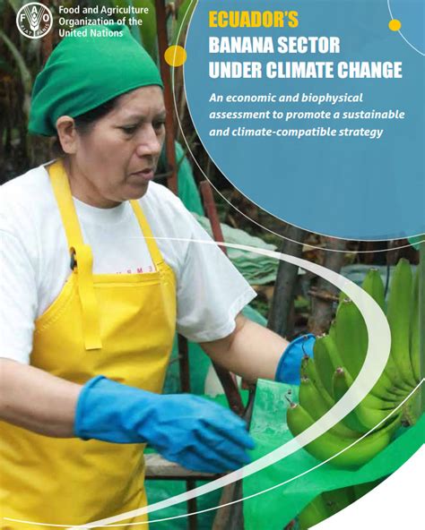 Ecuadors Banana Sector Under Climate Change An Economic And