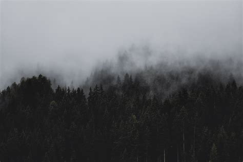 Black And White Forest 3648x2432 Wallpapers