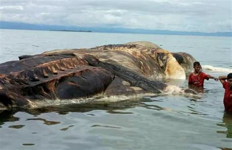 Mysterious Sea Creature Washes Up On Shore In Indonesia And Scares The