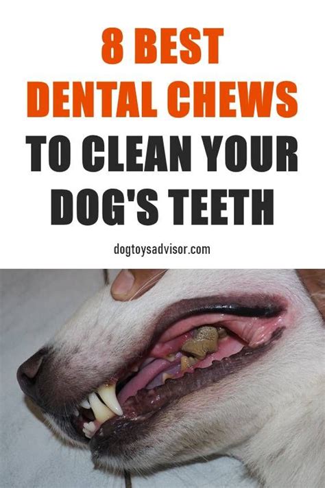 Dental Care Is So Important For Our Dogs Yes You Need To Clean Your