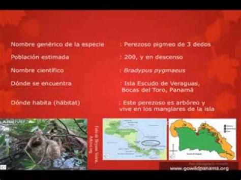 What are the opposites of these words. El Perezoso Pigmeo de Tres Dedos (Español/Spanish) - YouTube