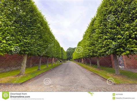 Tree Lined Country Alley Stock Photo Image Of Perspective 42476306