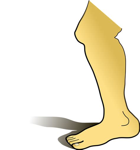 Leg Shin Foot · Free Vector Graphic On Pixabay