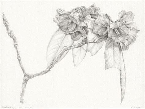 Rhododendron Heidi Willis Botanical And Wildlife Artist Botanical Drawings Drawings