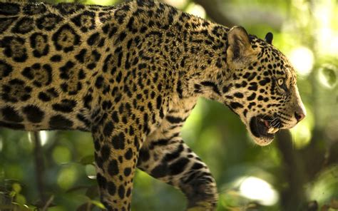 Un Video Inédito Muestra A Un Jaguar Cazando A Un Ocelote Por Primera