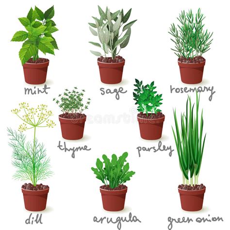 Set Of Vector Herbs In Pots With Labels Stock Vector Illustration Of