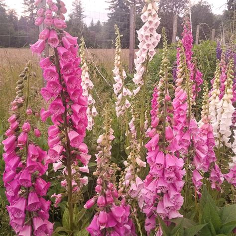 Perennial flowers, it can be tough to remember which is which. Foxglove, Excelsior Mix (Organic) - Adaptive Seeds