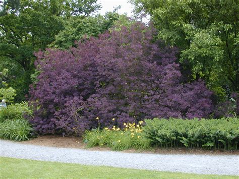 Smokebush 'royal purple', smoketree 'royal purple', eurasian smokebush 'royal purple', smoke bush 'royal purple', smoke tree 'royal purple' plant calculator. Trees of Santa Cruz County: Cotinus coggygria 'Royal ...