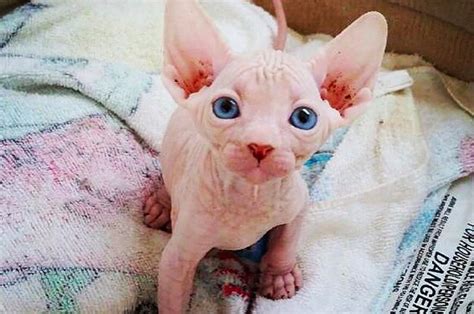 28 Sphynx Cats That Are Terrifyingly Cute