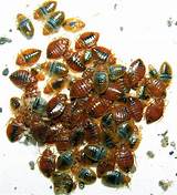 Do Carpet Beetles Bite Pictures