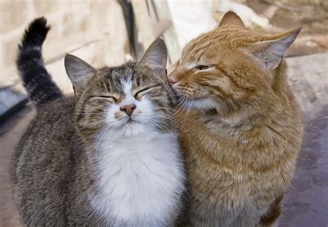 Two Cats In Love Make You Swoon Rpics