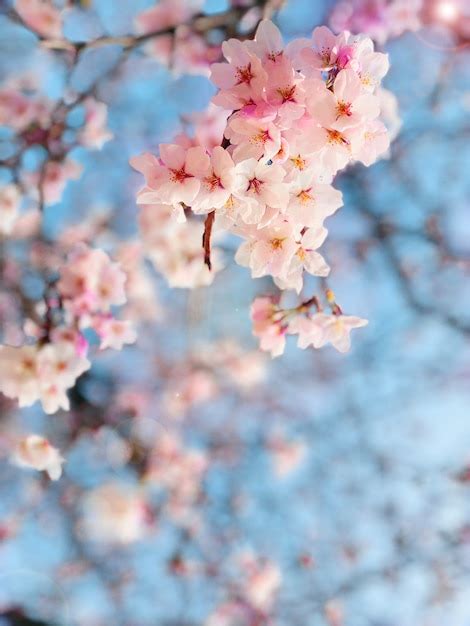Premium Photo Pink Sakura Blooming In The Spring Of Osaka Japan