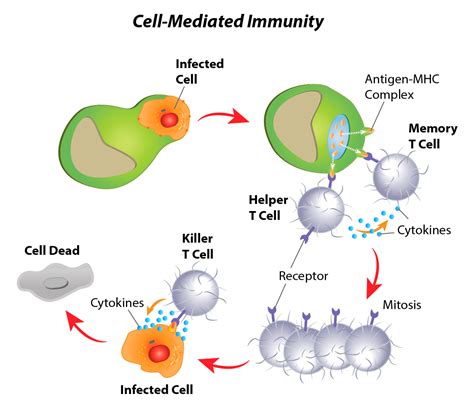 Explained This Is How Your Body Develops Immunity Aga