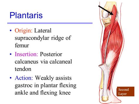 Segregation of their individual tendons of origin and insertion. Plantaris: Origin, Insertion, Action & Nerve Supply » How ...