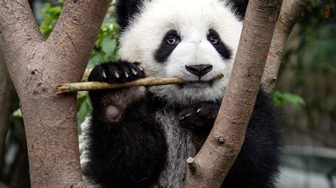 Climate Change Threatens Giant Panda Recovery Huffpost Contributor