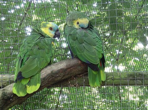 Blue Fronted Amazons Exotic Parrot Breeders Parrots For Sale
