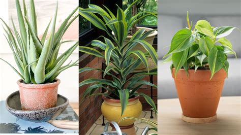 Top Houseplants That Can Grow Without Sunlight Garden Beds