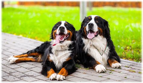 Bernese Mountain Dog Read About Characteristics