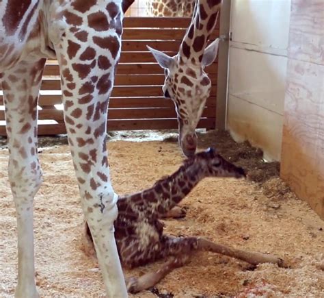 April The Giraffe Gives Birth Before Online Audience Cbc News