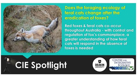 Cie Spotlight Does The Foraging Ecology Of Feral Cats Change After The