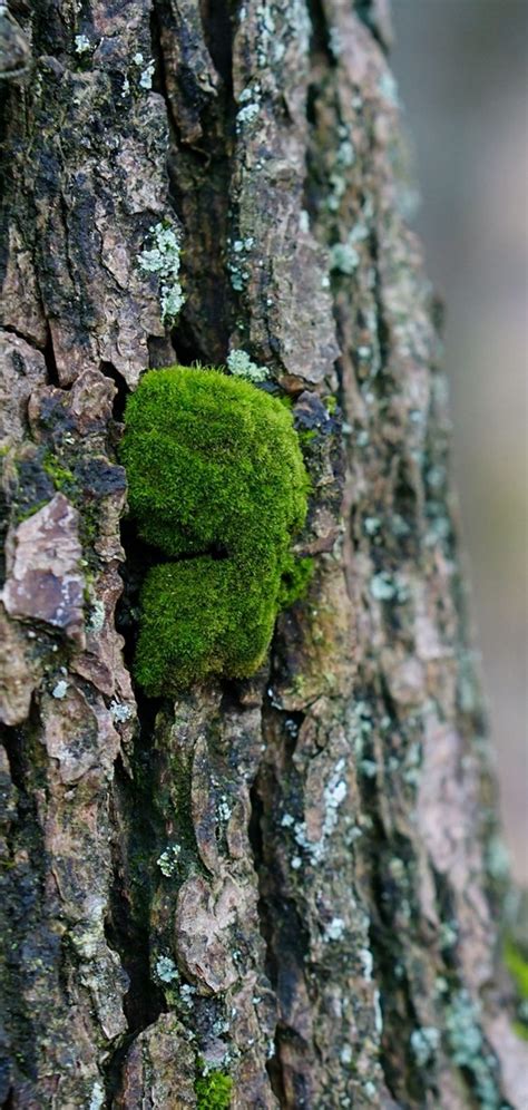 Tree Bark Wood Moss 1080x2270