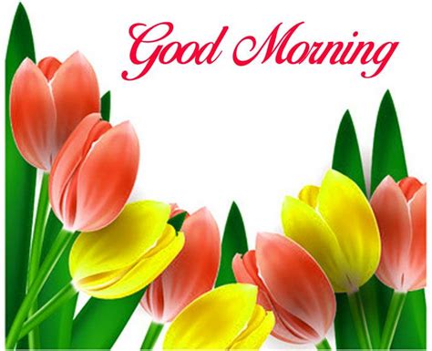 Best Colorful Tulips Good Morning Images Hd Good Morning Images Free