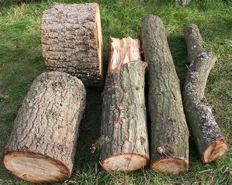 Woodentify seeks to identify wood species using convolutional neural networks trained on imagery of wood grain. Top 3 Types of Firewood - DR's Country Life Blog