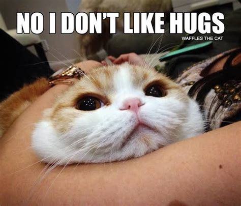 Do Cats Like To Be Picked Up And Hugged Quora