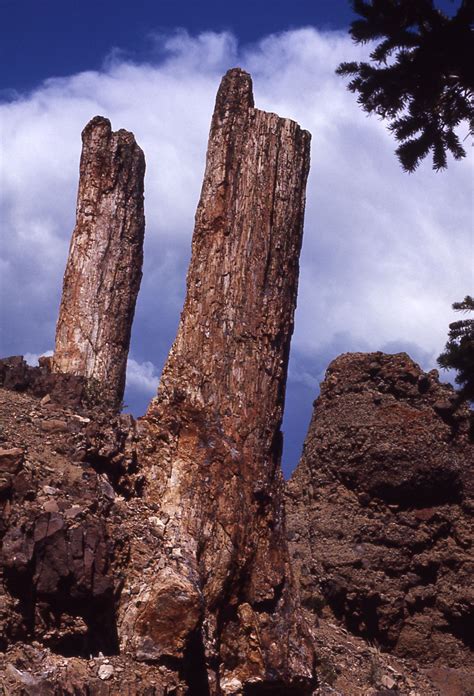 Specimen Ridge Yellowstone Np