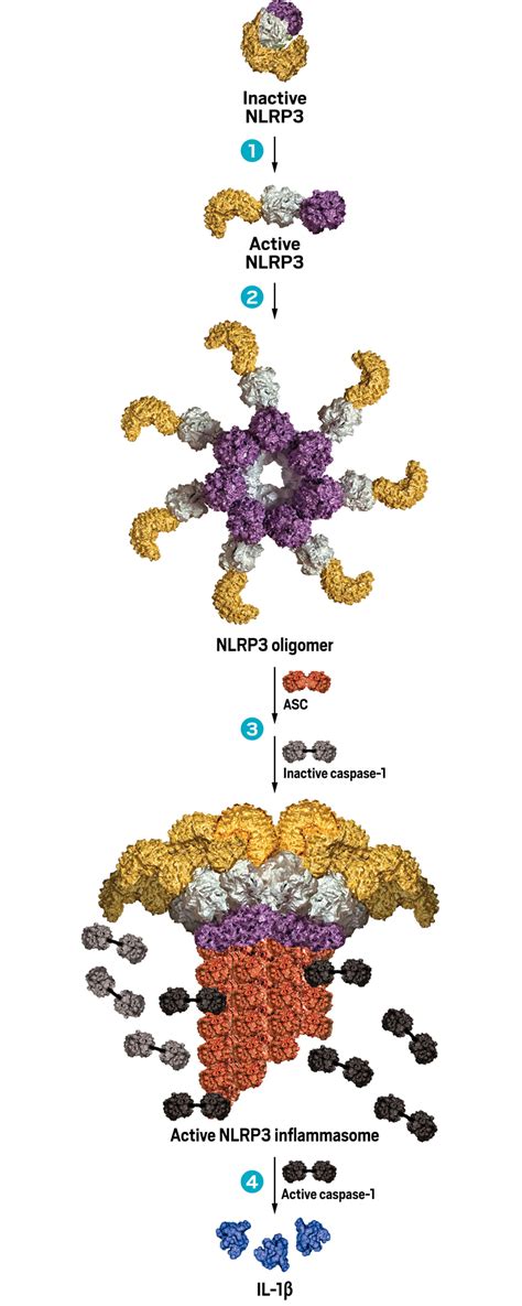Could An Nlrp3 Inhibitor Be The One Drug To Conquer Common Diseases