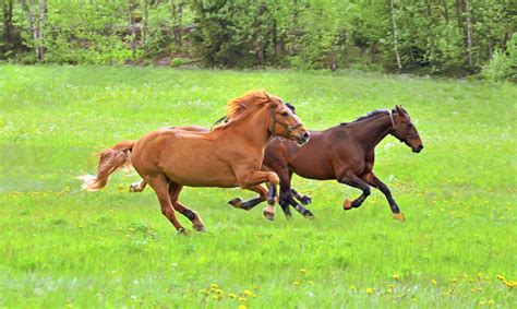 Horses Gallop Stock Photo Download Image Now Istock