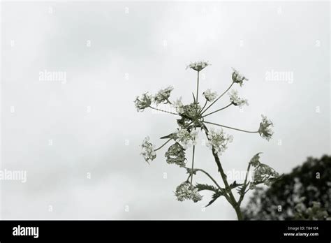 Creative Shot Of A Cow Parsley Flower Head Anthriscus Sylvestris