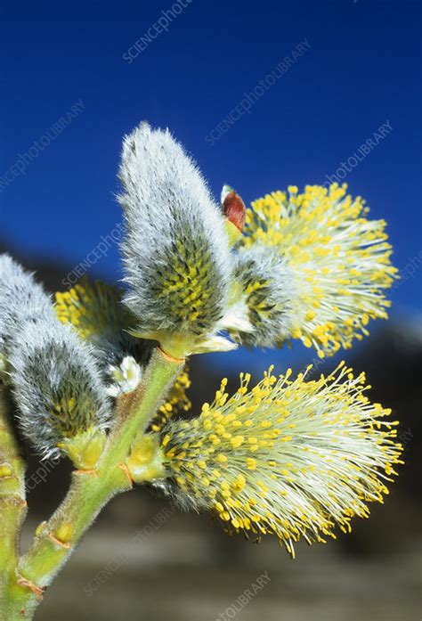 male pussy willow catkins stock image b836 2054 science photo library