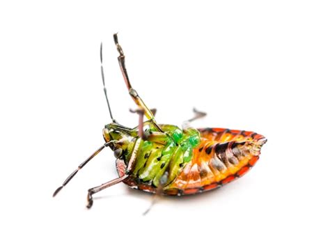 Premium Photo Southern Green Stink Bug Nezara Viridula On Its Back