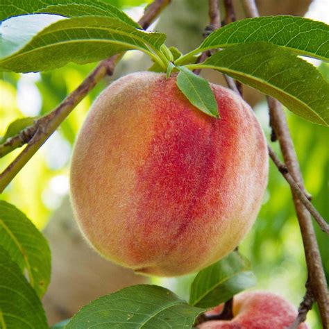 Peach Earligrande Low Chill Buy Plants Online Pakistan Online Nursery