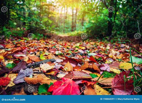 Sunny Autumn Path With Colorful Leaves In The Woods Stock Image Image