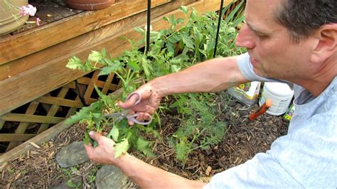 All About Determinate Tomato Care Pruning Staking Feeding Calcium