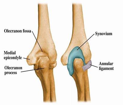 Elbow Joint Anatomy Olecranon Pain Location Process