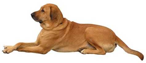 Dog Sitting Quietly Transparent Png Png Play