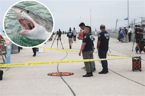 Shark Attack At Rockaway Beach In Nyc Leaves Woman Fighting For Her Life