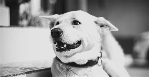 Grayscale Photo Of Short Coated Dog On Stairs · Free Stock Photo